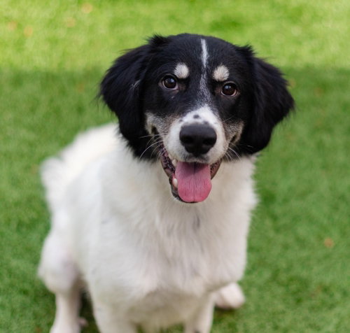 Meesh, a dog for adoption from Dog Star Rescue