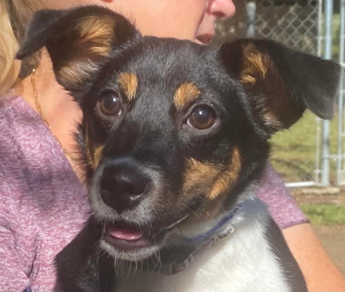 Meg, a dog for adoption from Dog Star Rescue