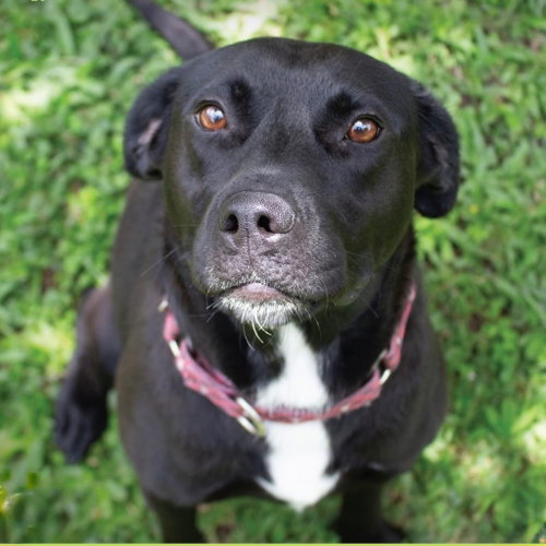 Miriam, a dog for adoption from Dog Star Rescue