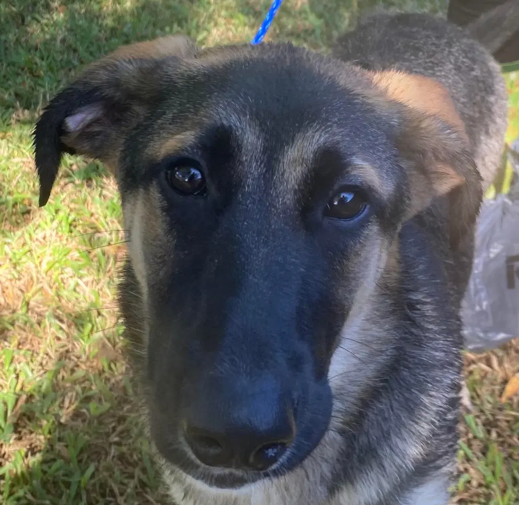 Moxey - German Shepherd Dog