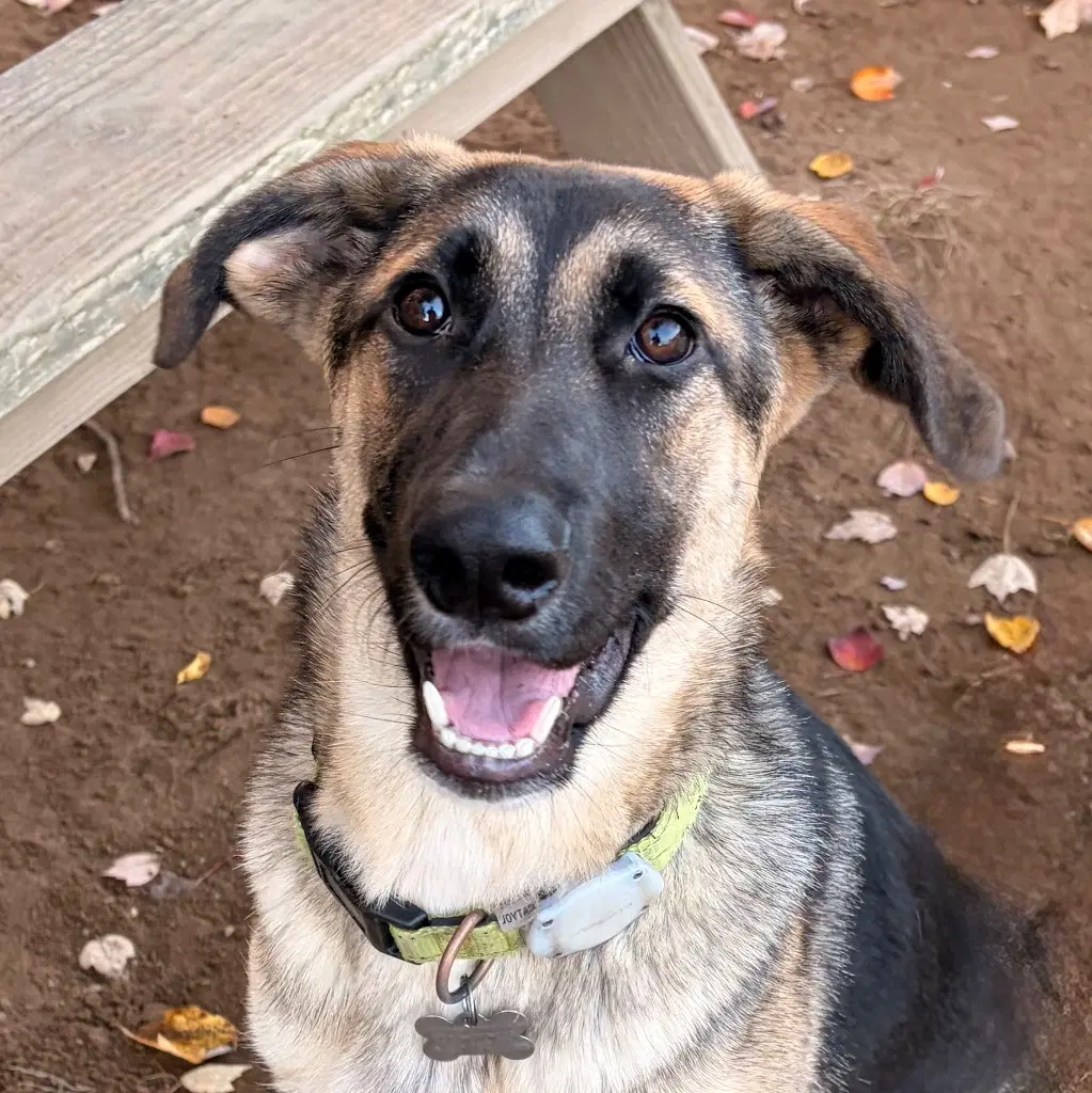 Moxey - German Shepherd Dog