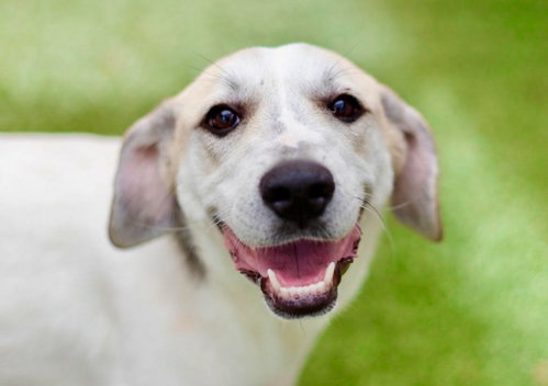 Pandora, a dog for adoption from Dog Star Rescue