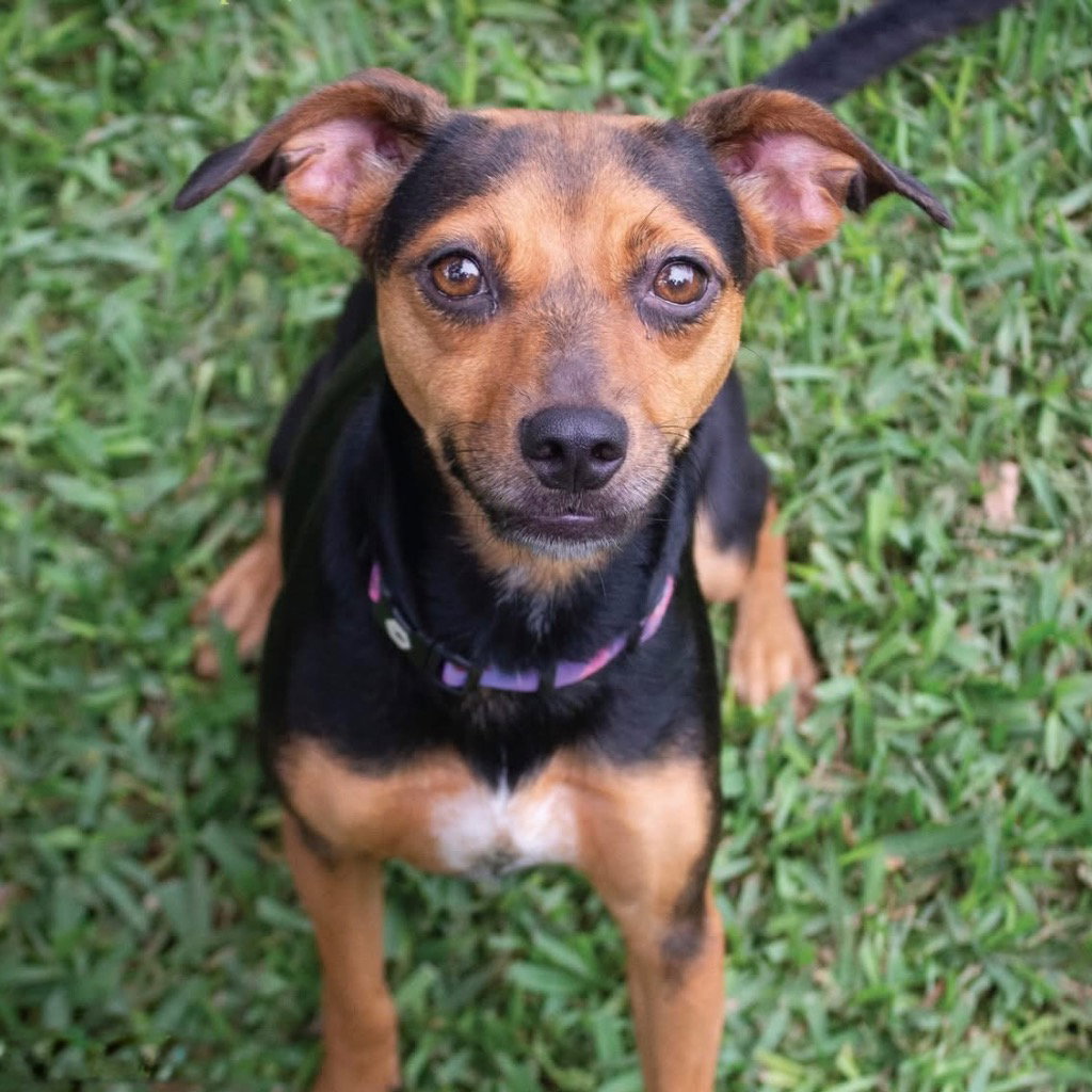 Penelope