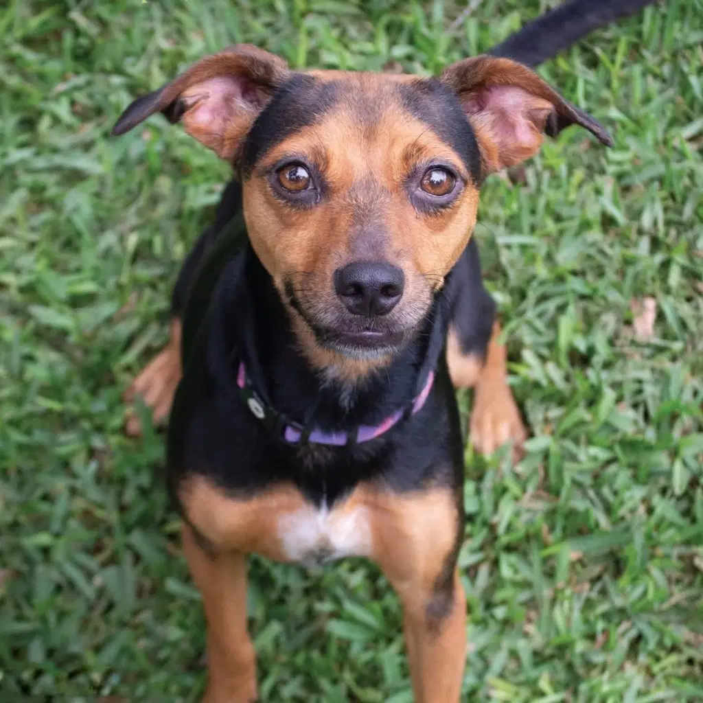 Penelope - Rat Terrier