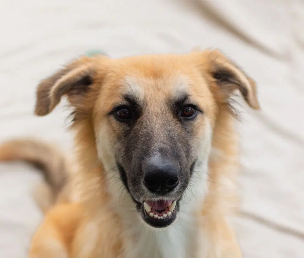 Penny - Shepherd