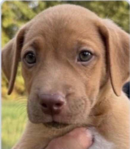 Ray Allen, a dog for adoption from Dog Star Rescue