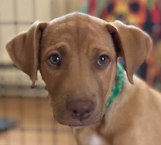 Ray Allen - Hound