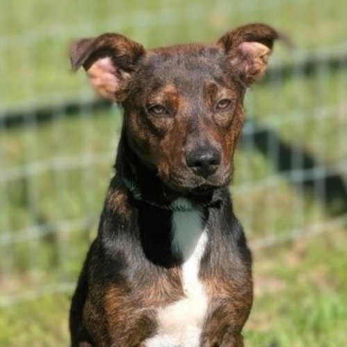 Roxs, a dog for adoption from Dog Star Rescue