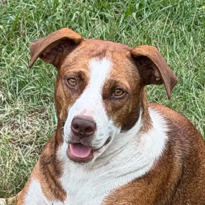 Sassie - Hound