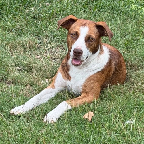 Photo 3 of Sassie