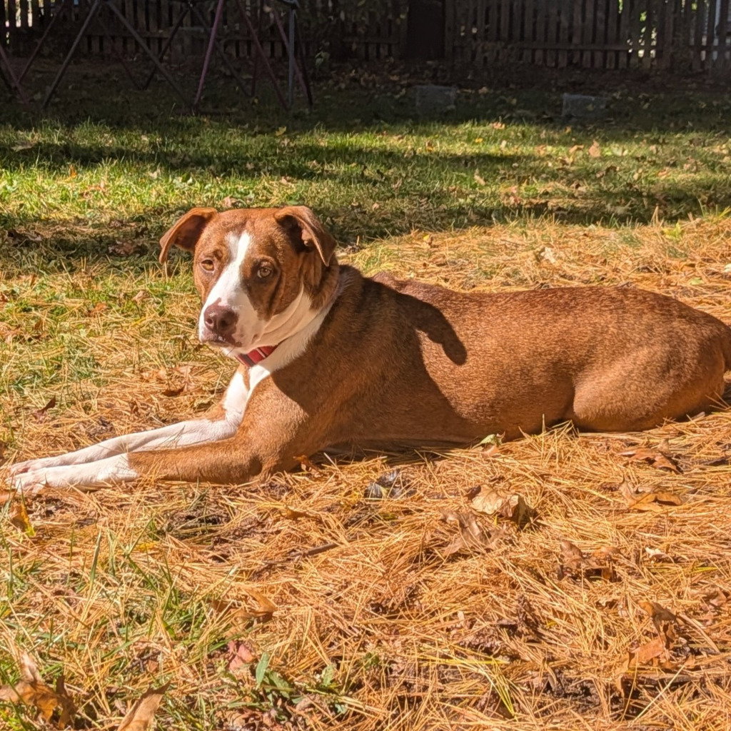 Sassie, photo 4
