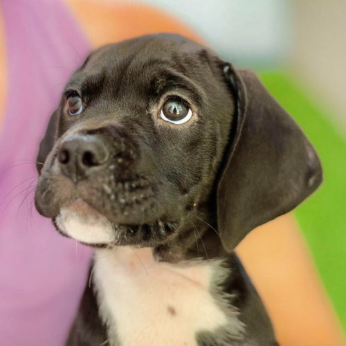 Shaggy, a dog for adoption from Dog Star Rescue