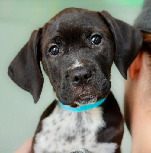 Velma, a dog for adoption from Dog Star Rescue