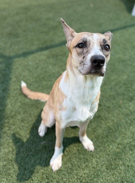 Artemis, photo 3
