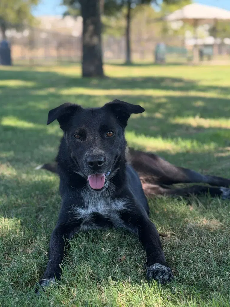 Bella image 2