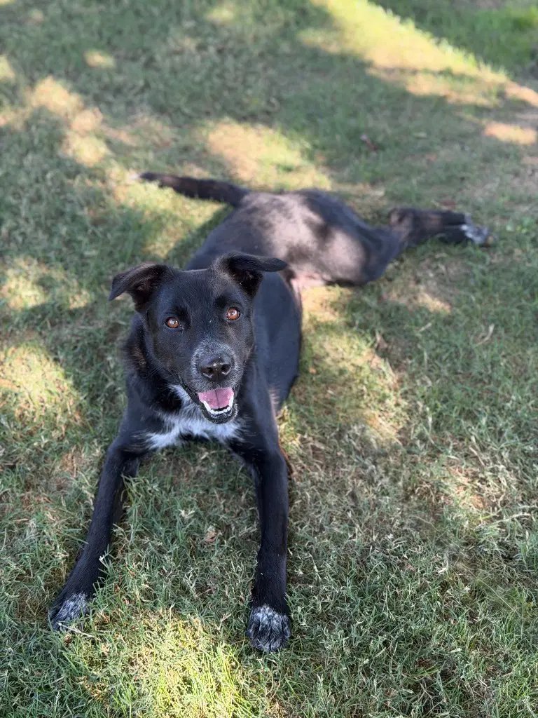Bella image 4