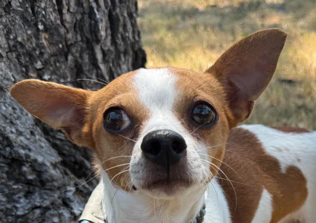 Bernard - Chihuahua