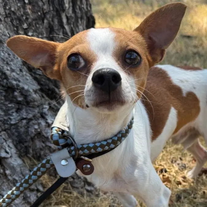 Bernard - Chihuahua