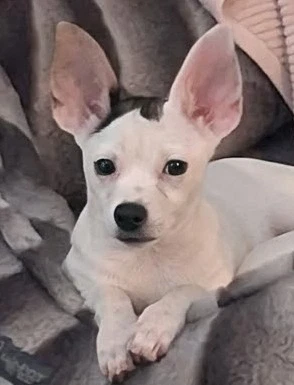 Bonnie