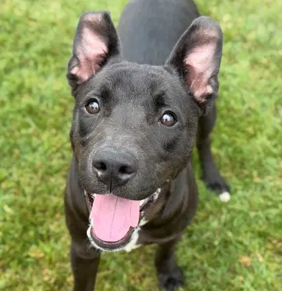 Bugs - Labrador Retriever