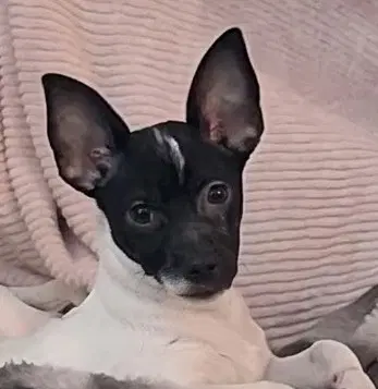 Clyde - Chihuahua