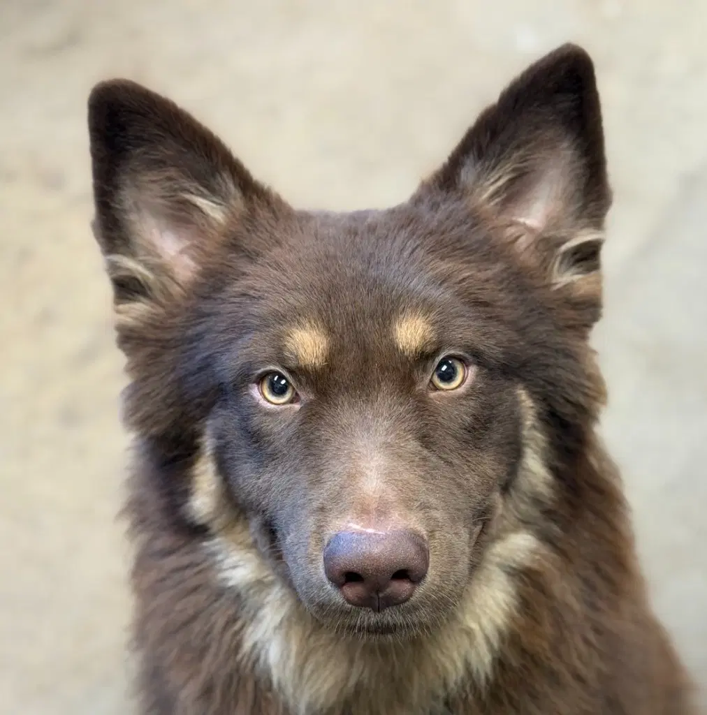 Kodak - Australian Shepherd