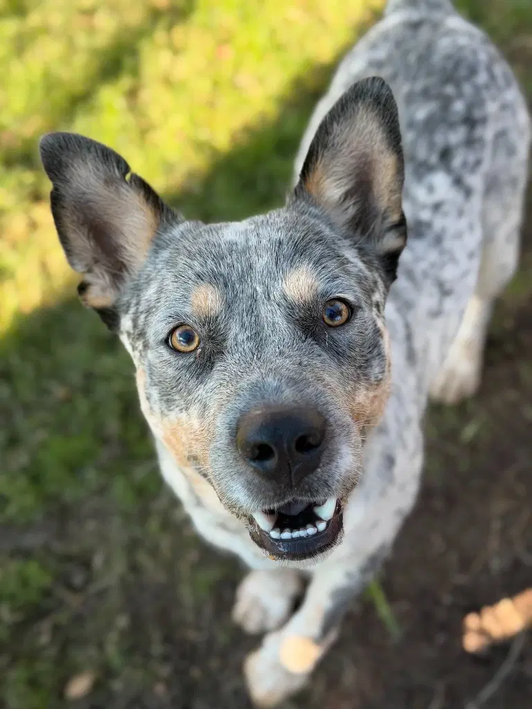 Leon Kennedy - Australian Cattle Dog/Blue Heeler