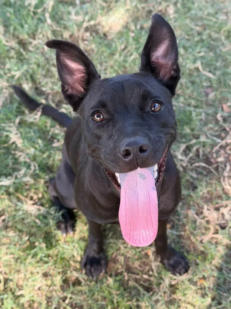 Nyx - Labrador Retriever