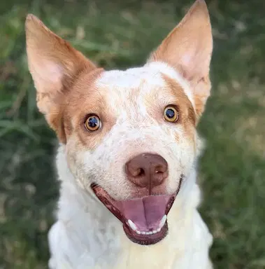 Oliver - Terrier