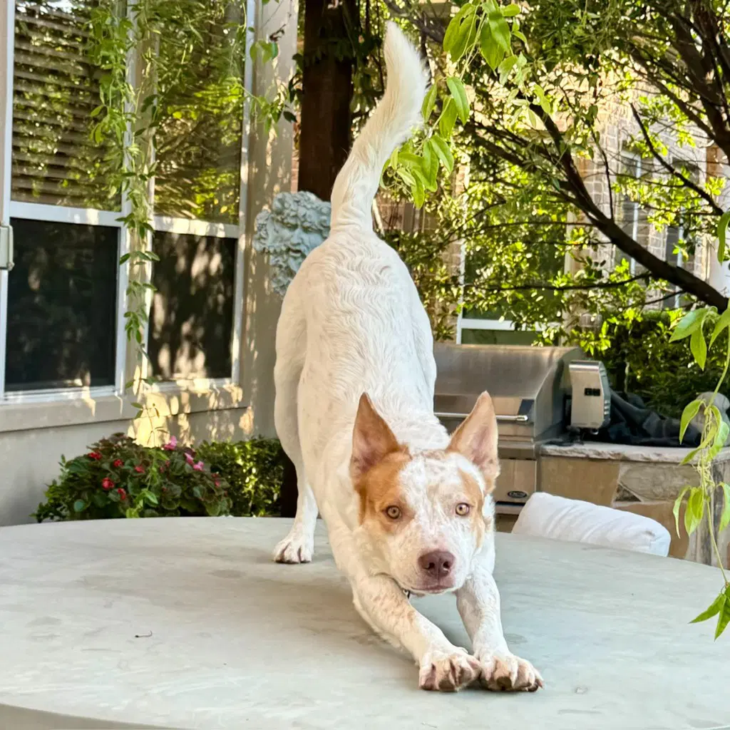 Oliver image 2