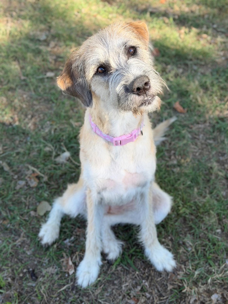 Riley2, photo 2