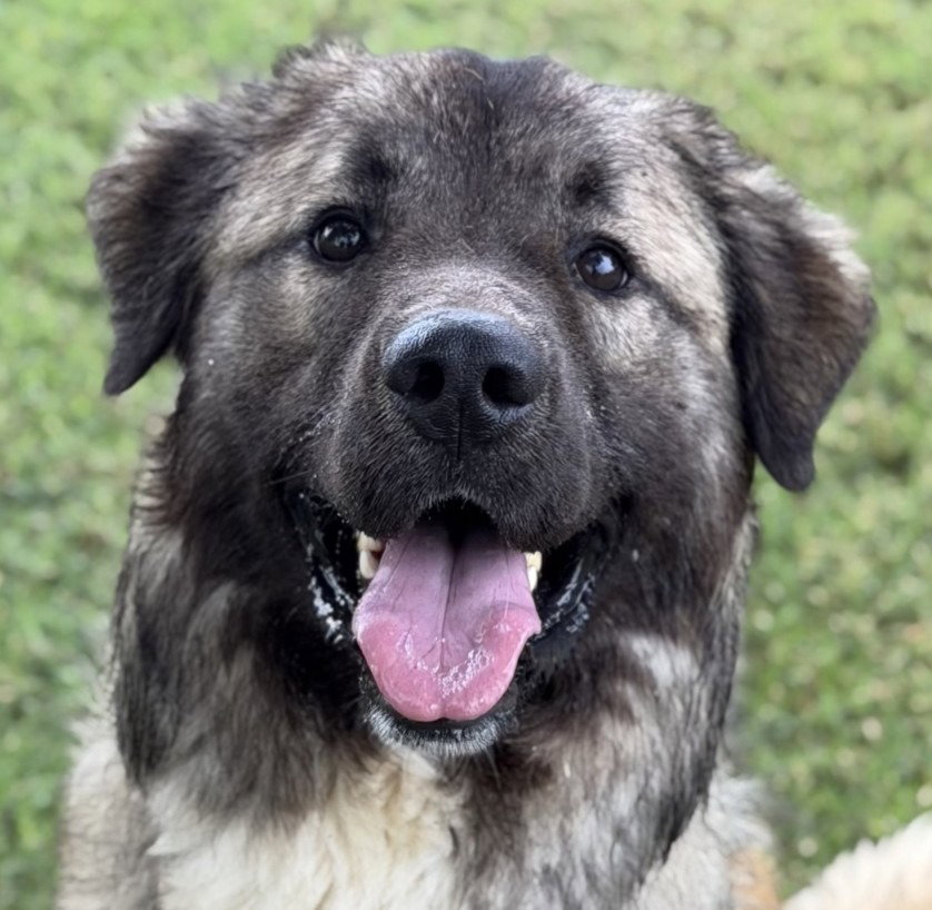 Shaggy2