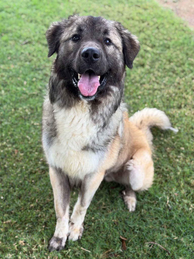 Shaggy2, photo 2