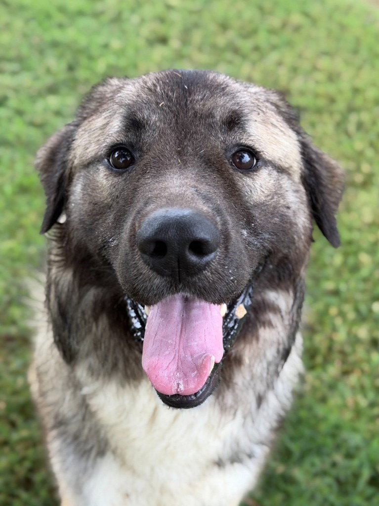 Shaggy2, photo 3