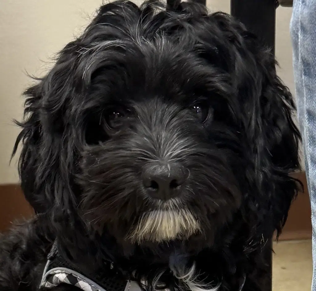 Zoey - Shih Tzu