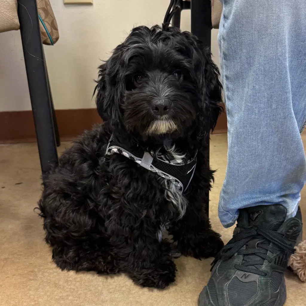 Zoey image 2