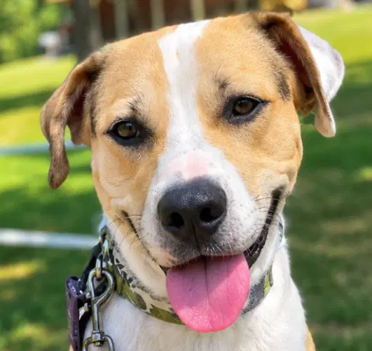 Max - Terrier