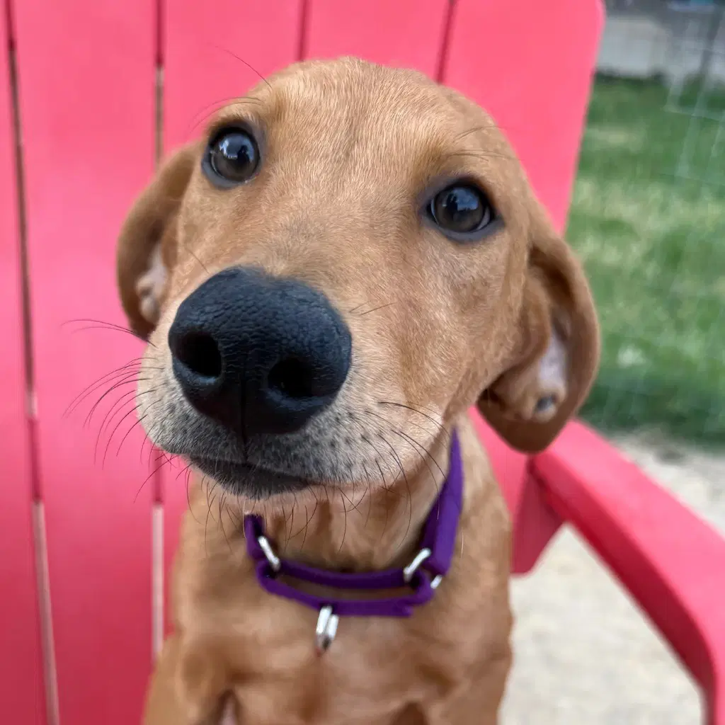 Bianca - Golden Retriever