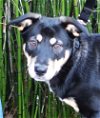 adoptable Dog in germantown, TN named Siri