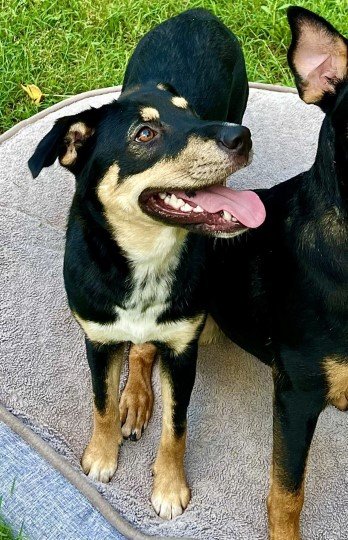 adoptable Dog in Germantown, TN named Siri