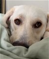 adoptable Dog in , NY named Elsa