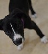adoptable Dog in , NY named Dixie