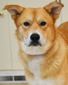 adoptable Dog in  named Lilly
