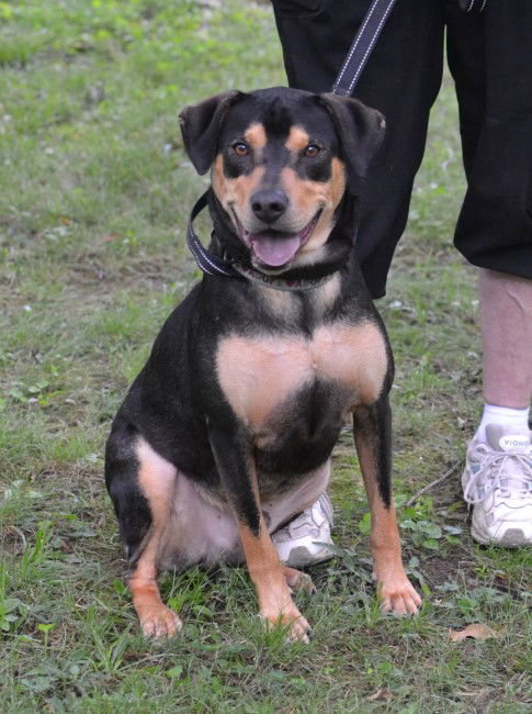 adoptable Dog in White Plains, NY named Champ