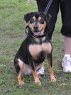 adoptable Dog in  named Champ