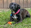 adoptable Dog in  named Poppy