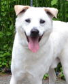 adoptable Dog in  named Nash