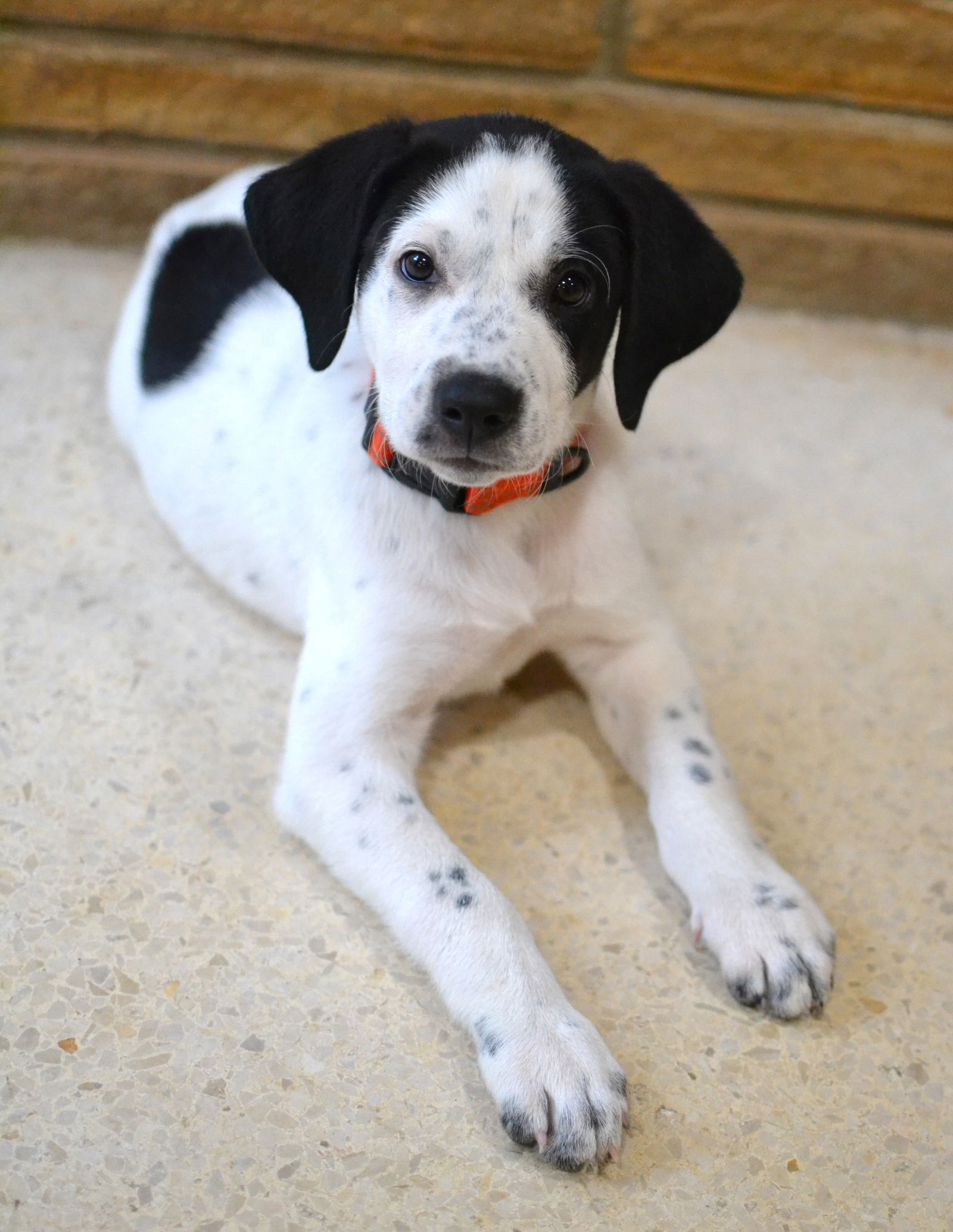 adoptable Dog in White Plains, NY named Mandy