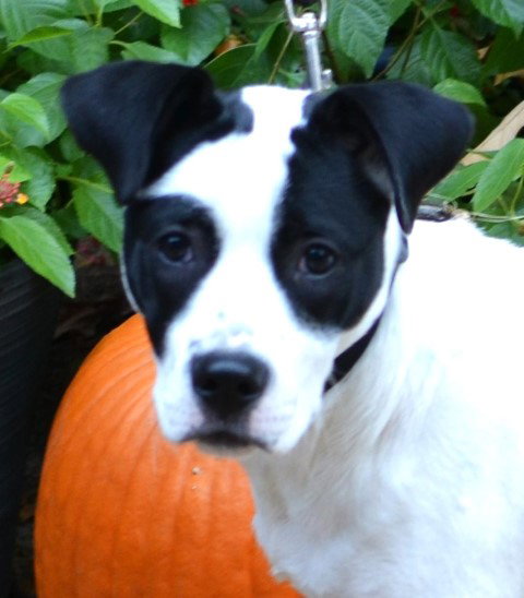 picture of the dog needing adoption