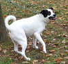 Balto - Photo 2